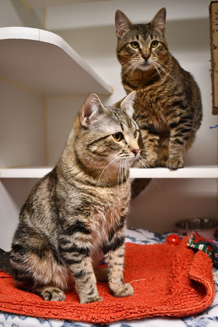 Kenny Blankenship & Vic Romano, an adopted Domestic Short Hair in Bellingham, WA_image-5
