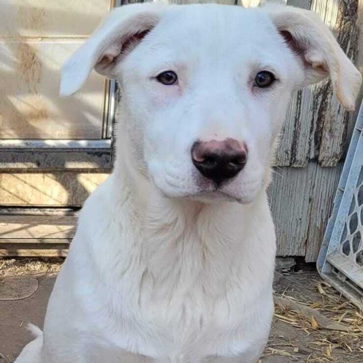 Dog for adoption - Eskimo, an Australian Cattle Dog / Blue Heeler ...