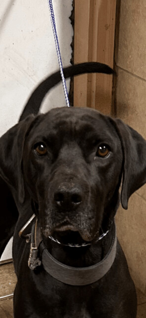 Dogs for Adoption Near Harlan, IA | Petfinder