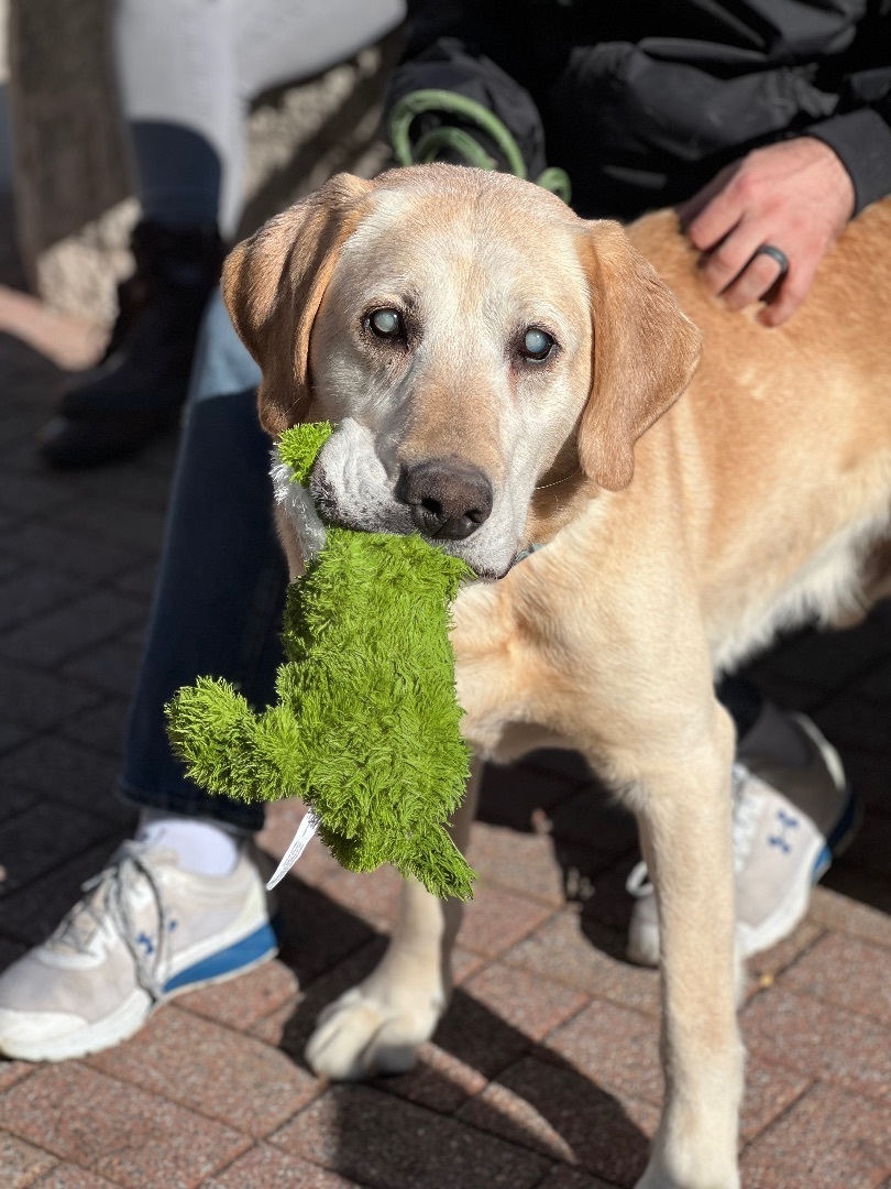 Dog for adoption - Tyler, a Yellow Labrador Retriever in Long Beach, NY |  Petfinder