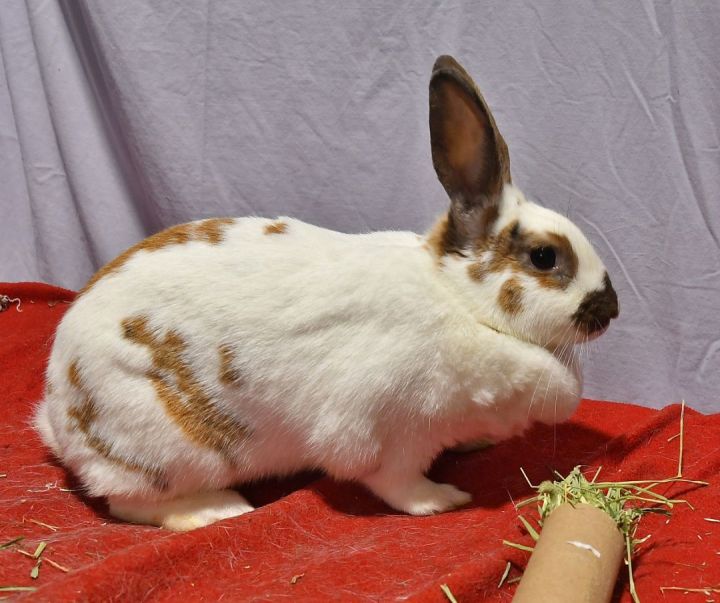 Heavens!, an adoptable Bunny Rabbit Mix in East Syracuse, NY_image-2