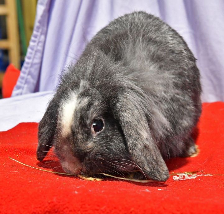 Quiet!, an adoptable Lionhead & Lop Eared Mix in East Syracuse, NY_image-1