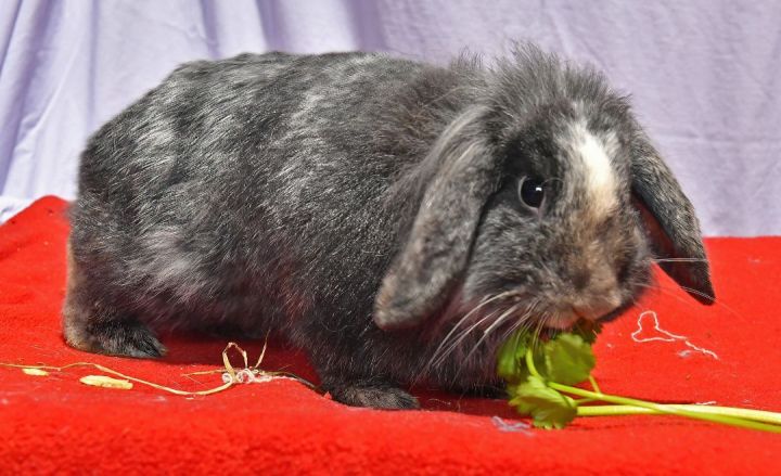 Quiet!, an adoptable Lionhead & Lop Eared Mix in East Syracuse, NY_image-3