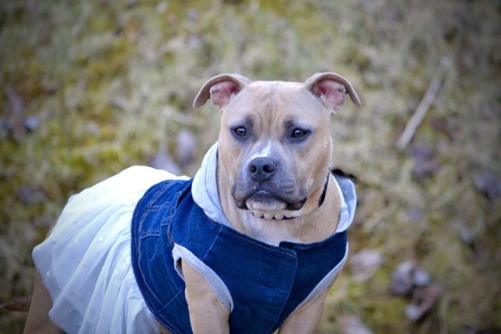 Talluah, an adoptable American Staffordshire Terrier in Sevierville, TN_image-3