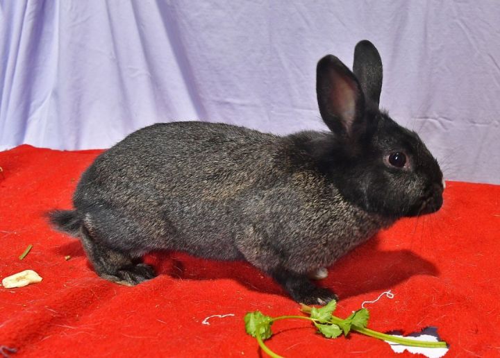 Nice!, an adoptable Dwarf in East Syracuse, NY_image-3