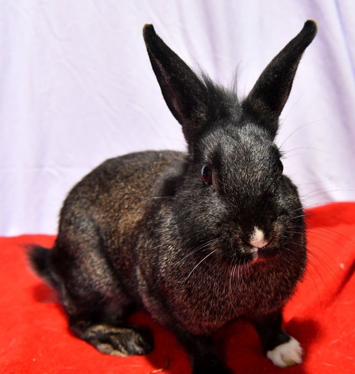 Nice!, an adoptable Dwarf in East Syracuse, NY_image-4