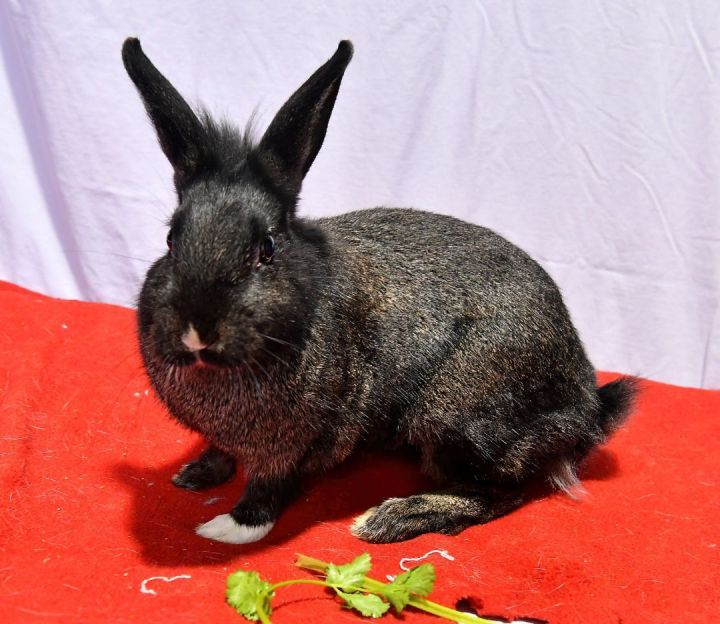 Nice!, an adoptable Dwarf in East Syracuse, NY_image-6