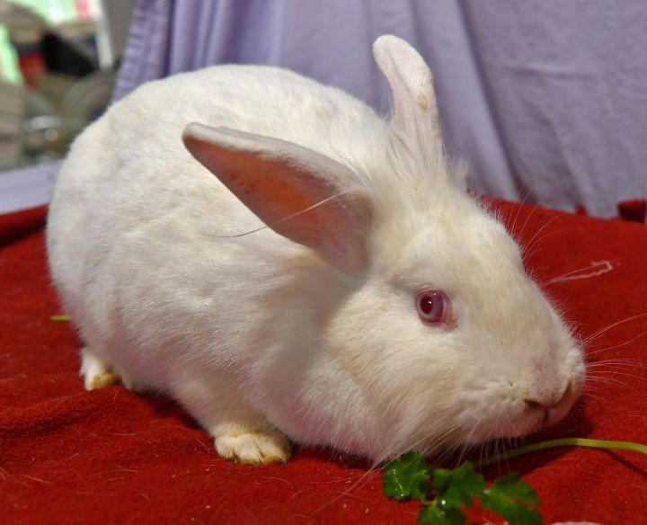 No!, an adoptable Lionhead in East Syracuse, NY_image-3