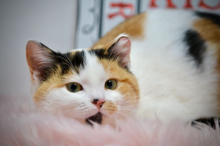 Calypso, an adopted Calico in Sevierville, TN_image-2