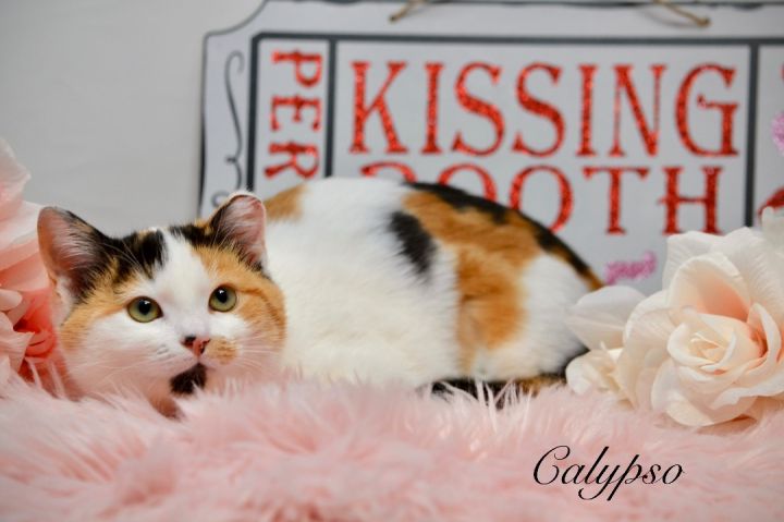 Calypso, an adopted Calico in Sevierville, TN_image-1