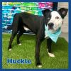 Foster Huckle!