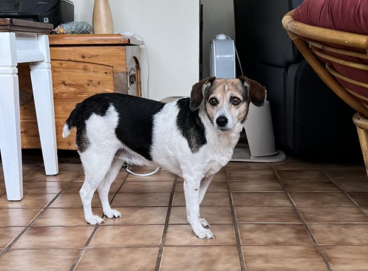 Bella , an adoptable Beagle Mix in Marengo, IL_image-2