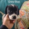 Alexander - Grey collar