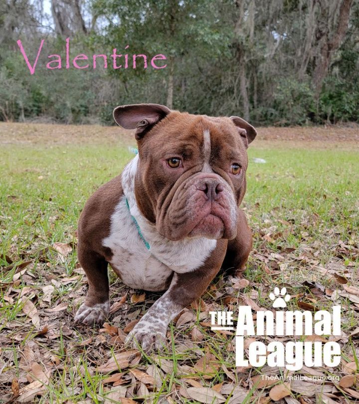 Valentine, an adoptable English Bulldog Mix in Clermont, FL_image-1