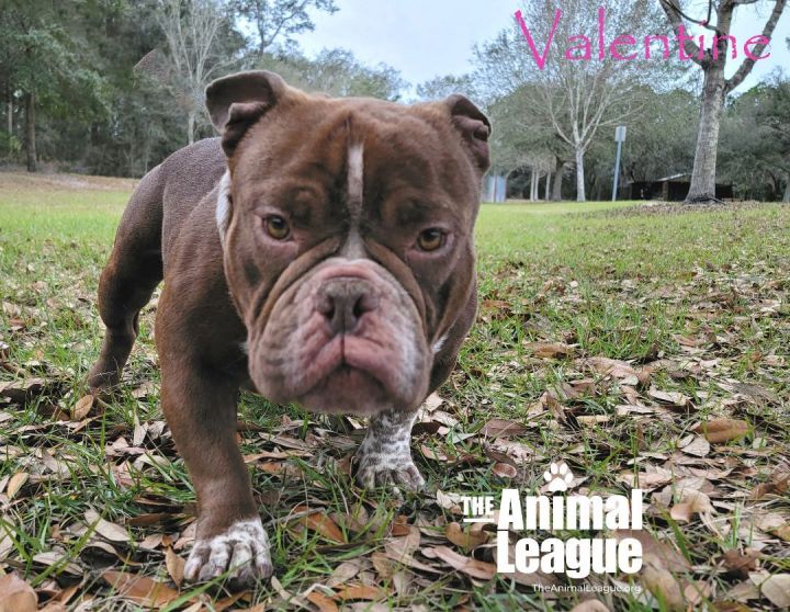 Valentine, an adoptable English Bulldog Mix in Clermont, FL_image-3