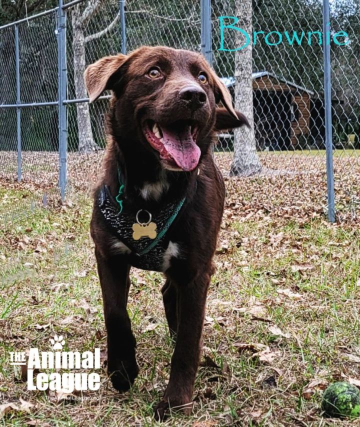 Brownie, an adoptable Boykin Spaniel & Labrador Retriever Mix in Clermont, FL_image-2