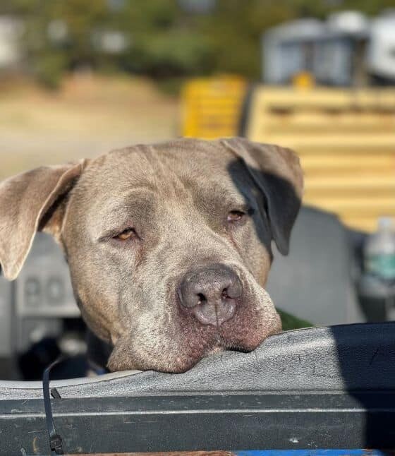Caine