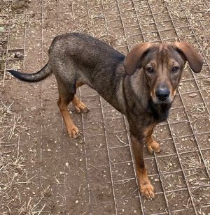 Dogs for Adoption Near Arlington, VA | Petfinder
