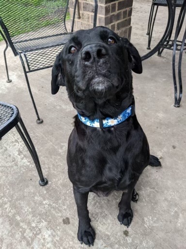 Jupiter (EVENT SATURDAY- 1-4- 5348 Dixie Hwy Waterford, MI 48329, an adopted Black Labrador Retriever in White Lake, MI_image-3