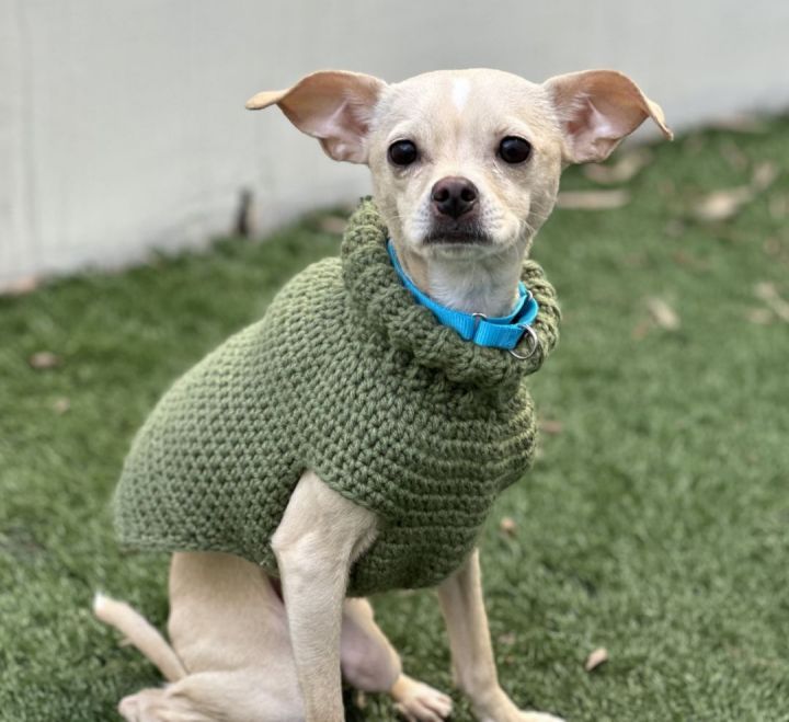 Brian, an adoptable Chihuahua Mix in Los Alamitos, CA_image-1