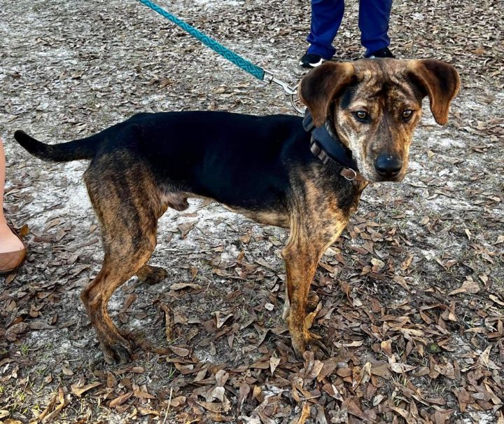 Rusty, an adoptable Mountain Cur in Troy, AL_image-1