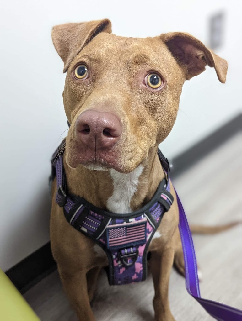 Shelley, an adoptable Pit Bull Terrier in Birmingham, AL, 35201 | Photo Image 1