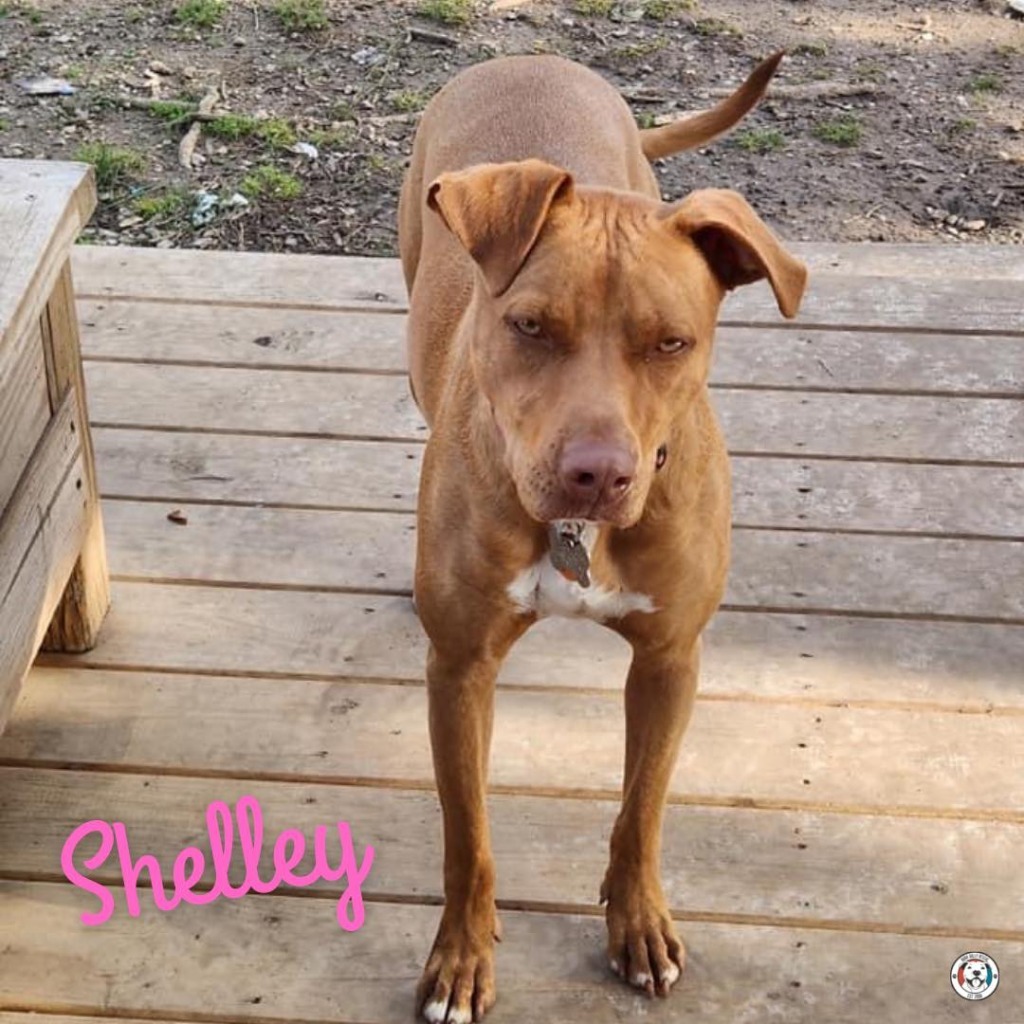 Shelley, an adoptable Pit Bull Terrier in Birmingham, AL, 35201 | Photo Image 3
