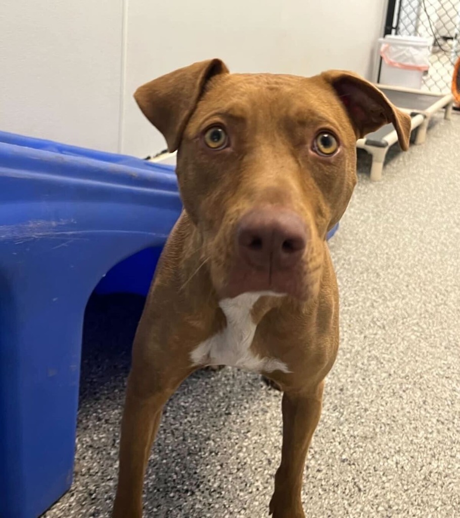 Shelley, an adoptable Pit Bull Terrier in Birmingham, AL, 35201 | Photo Image 4