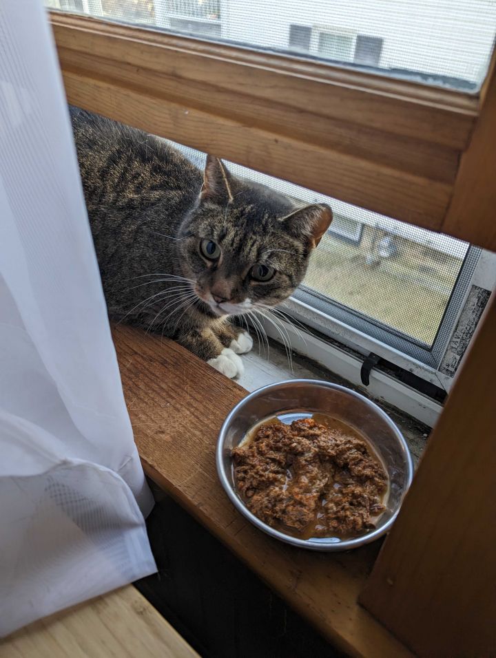 Waltham cat clearance food