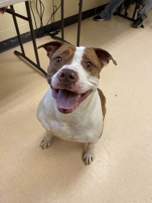 Dog for adoption - Sassy, an American Bulldog Mix in Westland, MI |  Petfinder
