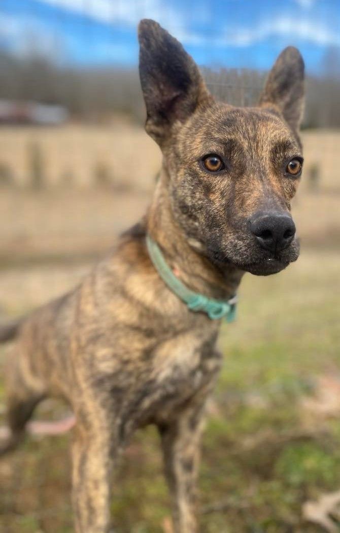 Casserole *HERE IN NH*, an adoptable Mixed Breed in Northwood, NH_image-1