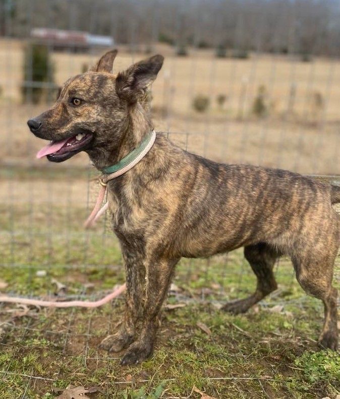 Casserole *HERE IN NH*, an adoptable Mixed Breed in Northwood, NH_image-5