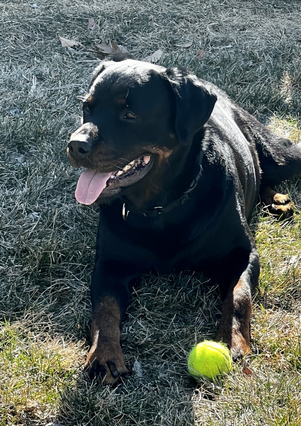 Chapo, an adoptable Rottweiler in Lincoln, NE, 68506 | Photo Image 1