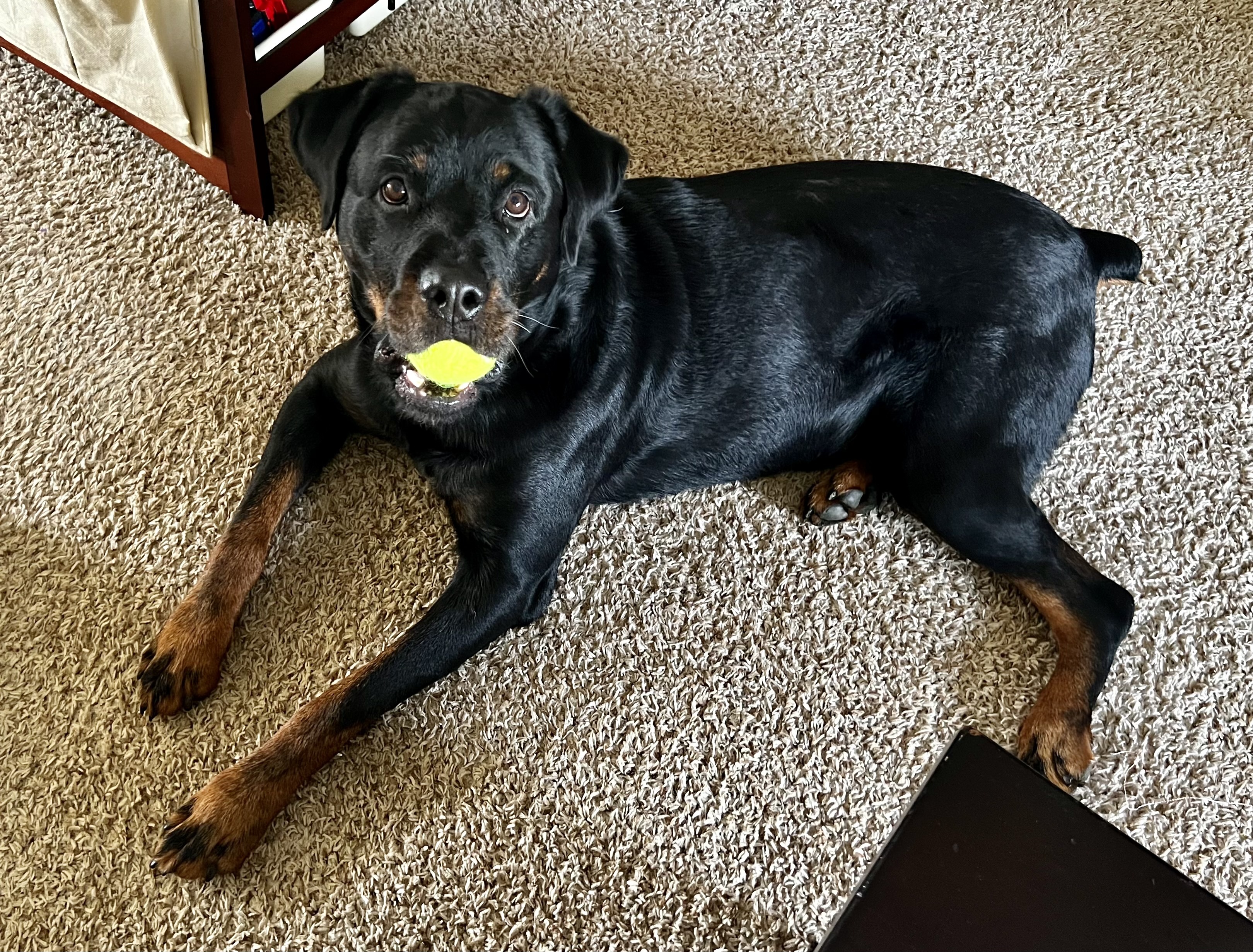 Chapo, an adoptable Rottweiler in Lincoln, NE, 68506 | Photo Image 2