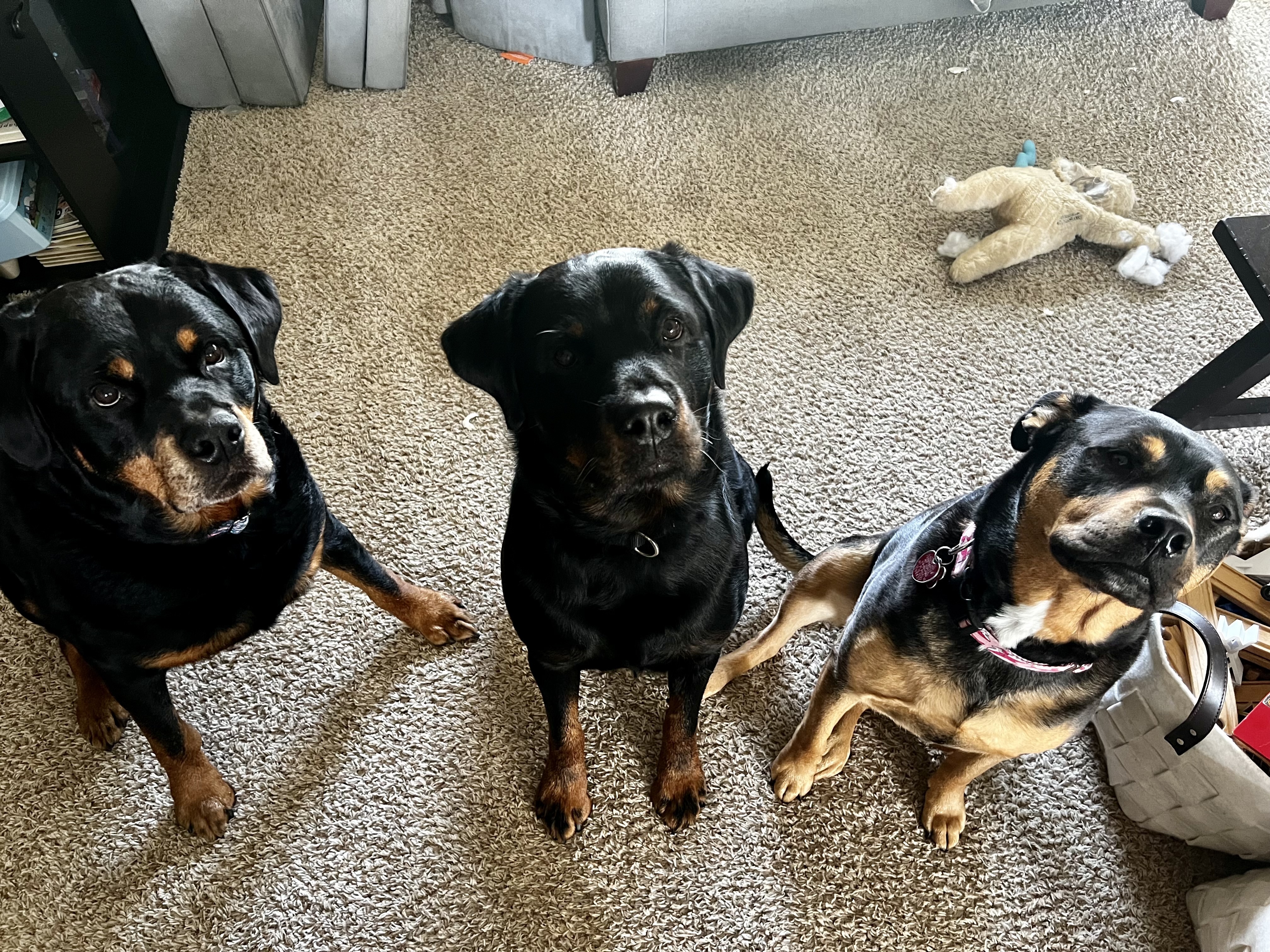 Chapo, an adoptable Rottweiler in Lincoln, NE, 68506 | Photo Image 3