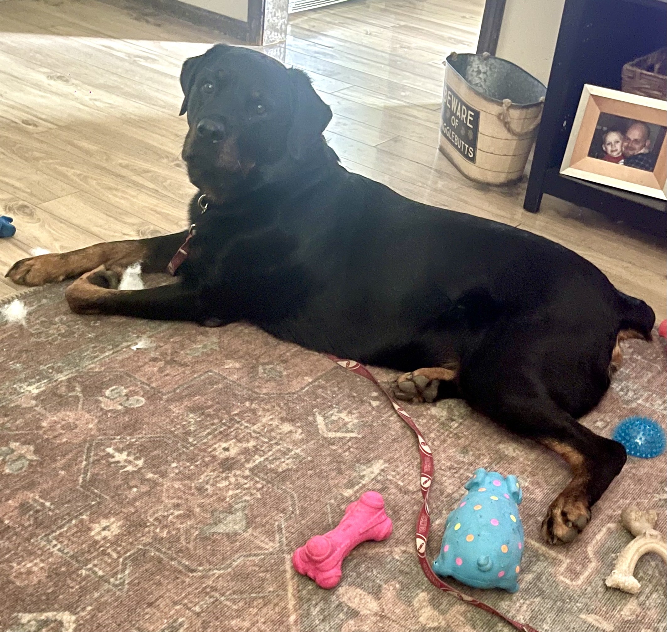 Chapo, an adoptable Rottweiler in Lincoln, NE, 68506 | Photo Image 5