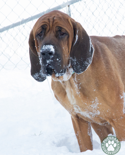 Duke, an adoptable Bloodhound in Potsdam, NY, 13676 | Photo Image 2