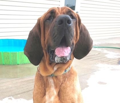 Duke, an adoptable Bloodhound in Potsdam, NY, 13676 | Photo Image 3