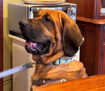 Duke, an adoptable Bloodhound in Potsdam, NY, 13676 | Photo Image 4