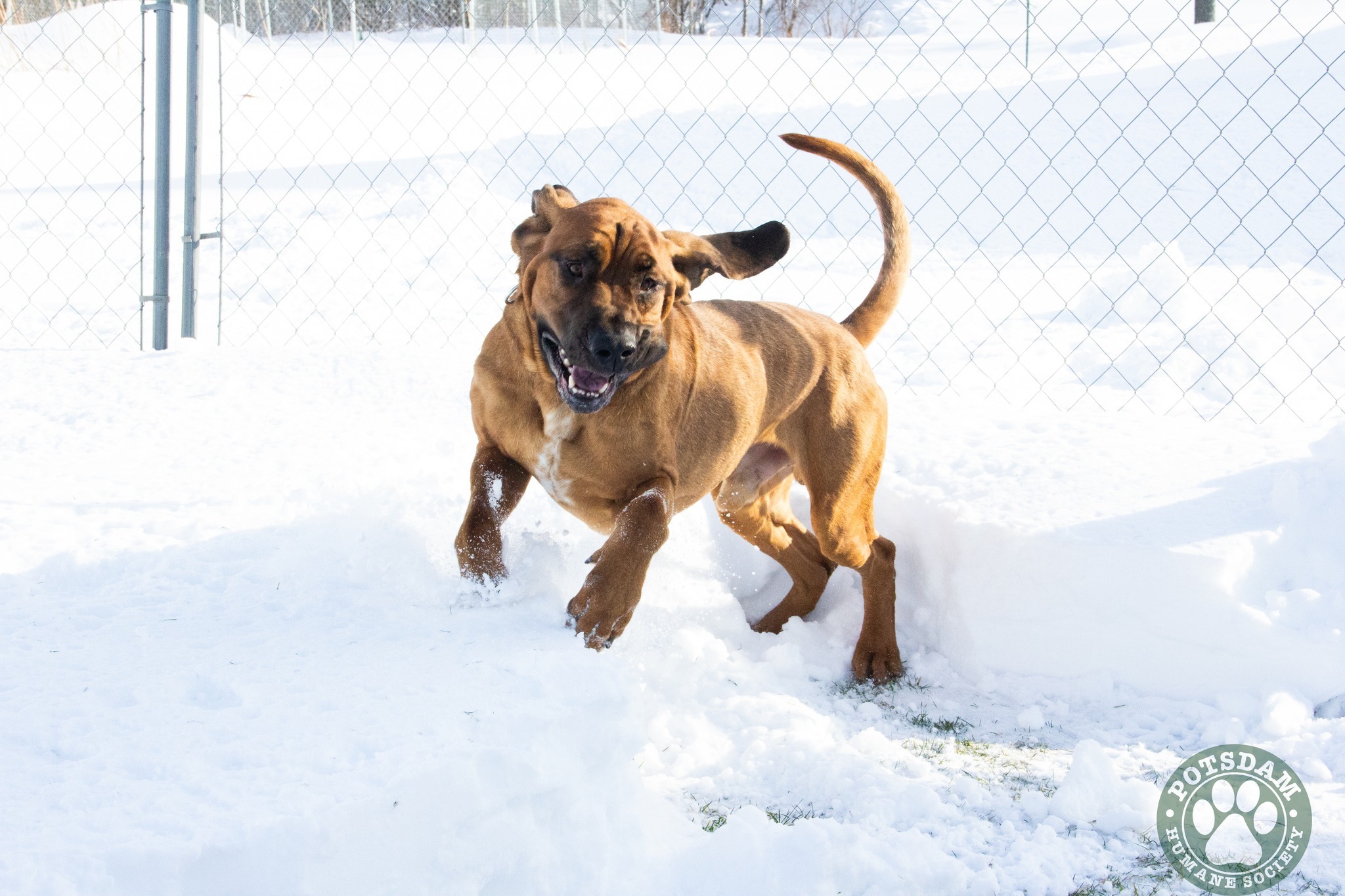 Duke, an adoptable Bloodhound in Potsdam, NY, 13676 | Photo Image 5