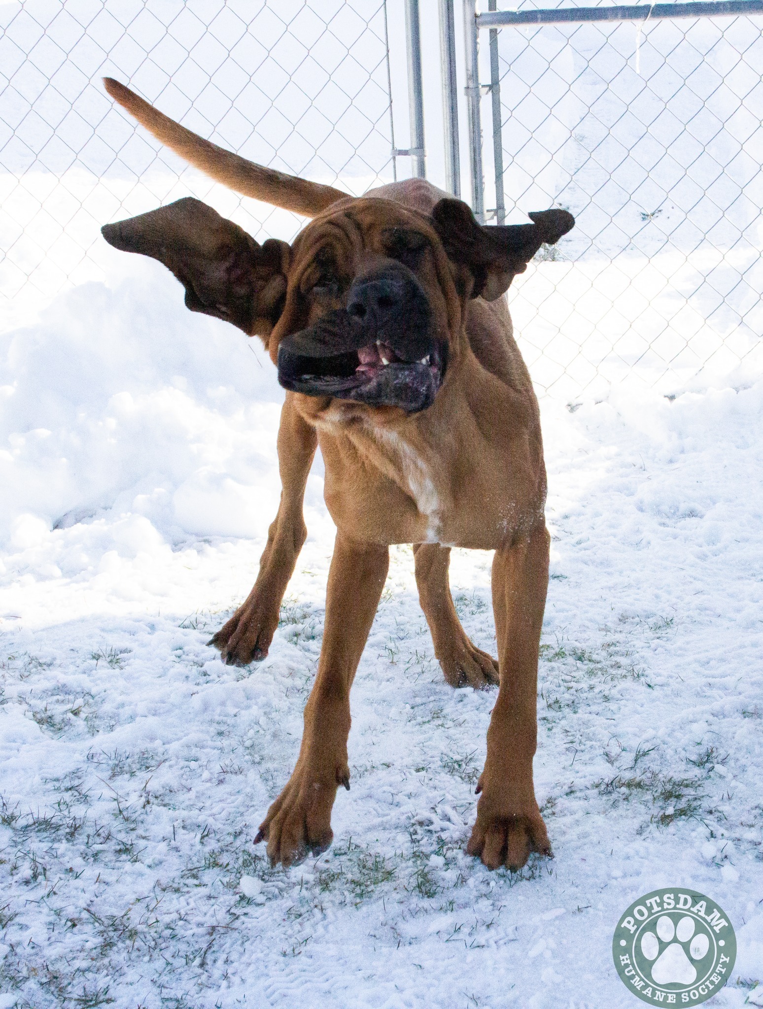 Duke, an adoptable Bloodhound in Potsdam, NY, 13676 | Photo Image 1