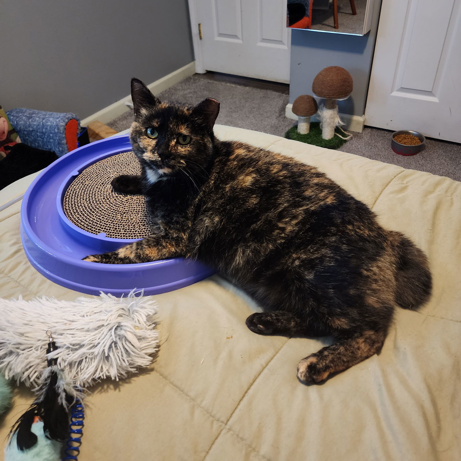 (KS Courtesy Post) Gertie