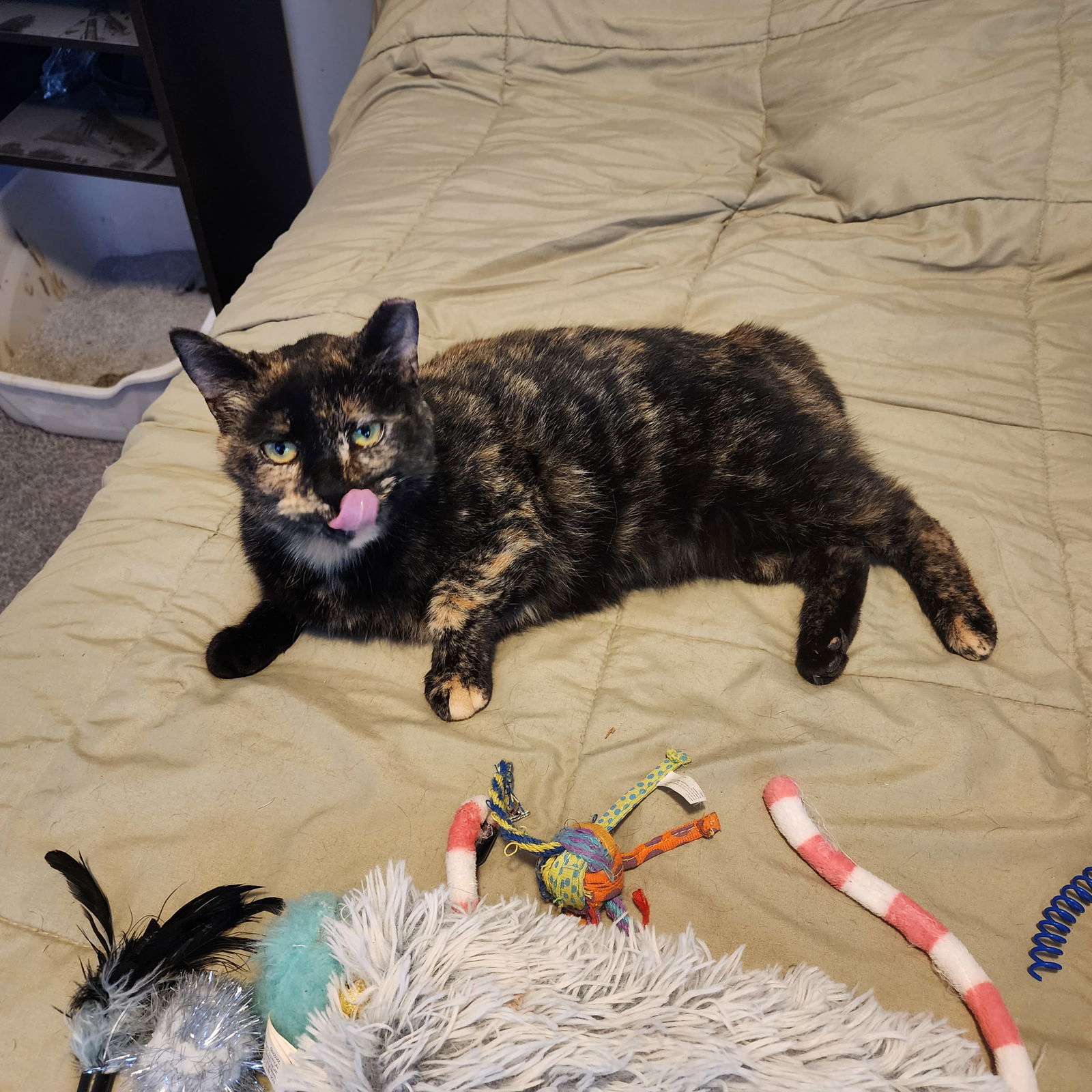(KS Courtesy Post) Gertie
