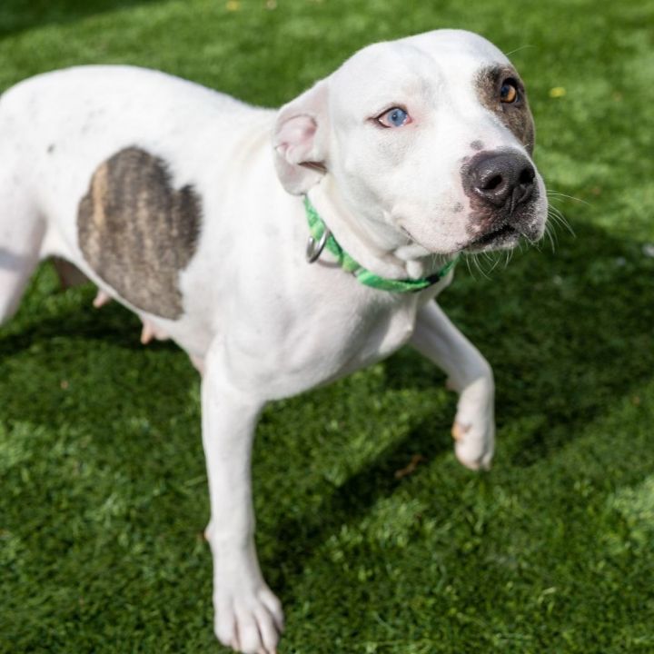 Eileen, an adoptable American Staffordshire Terrier Mix in Naperville, IL_image-1