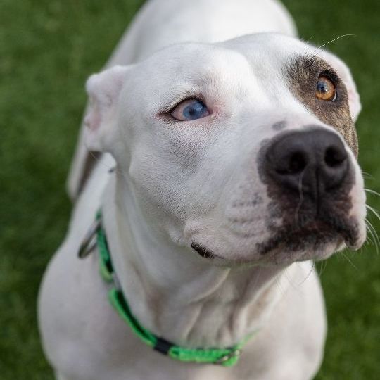 Eileen, an adoptable American Staffordshire Terrier Mix in Naperville, IL_image-3