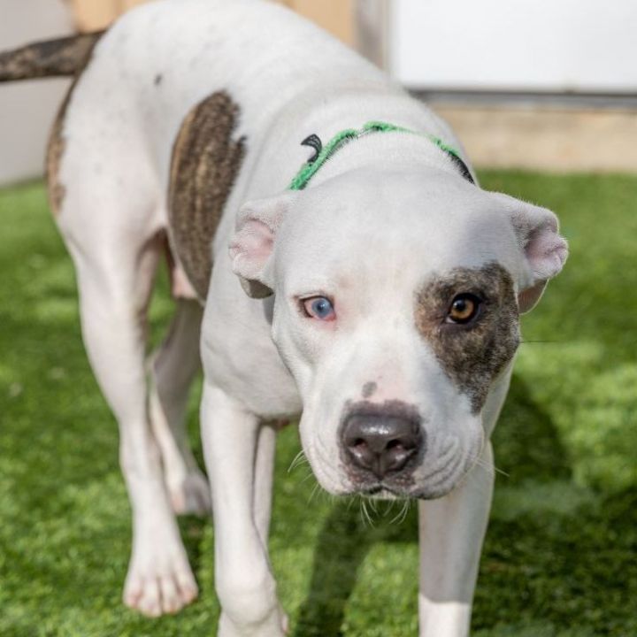 Eileen, an adoptable American Staffordshire Terrier Mix in Naperville, IL_image-4