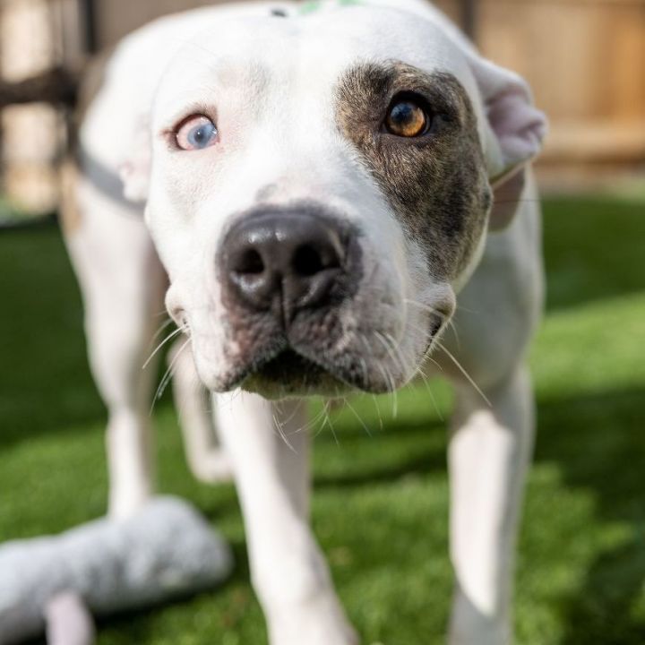 Eileen, an adoptable American Staffordshire Terrier Mix in Naperville, IL_image-5