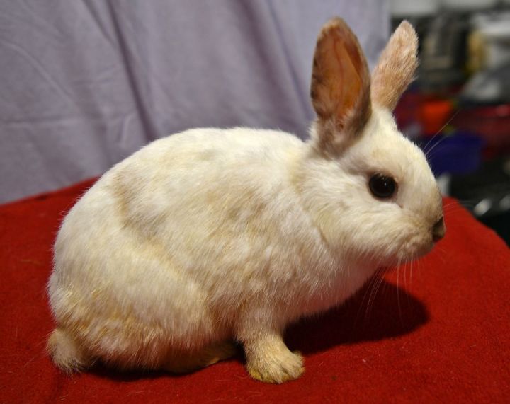 Bouncy, an adoptable Bunny Rabbit in East Syracuse, NY_image-2