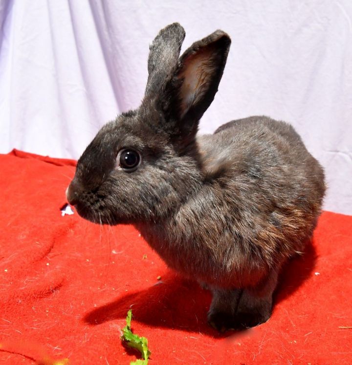Dashing, an adoptable Bunny Rabbit in East Syracuse, NY_image-1