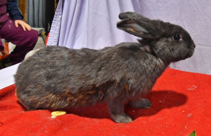Dashing, an adoptable Bunny Rabbit in East Syracuse, NY_image-5